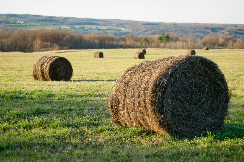 Hay vs Straw