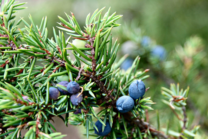 Juniper