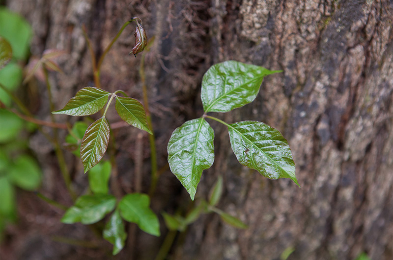 Getting rid of poison ivy
