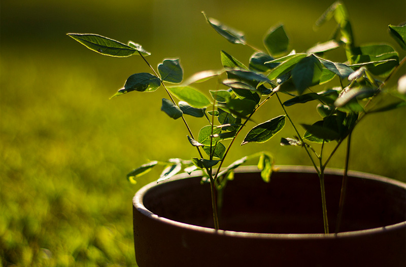 sapling