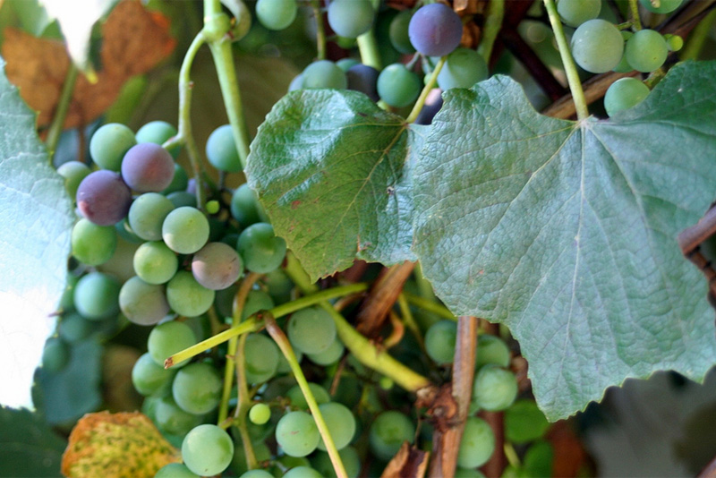 Growing grapes