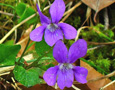 violets