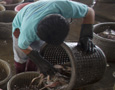 Thai Shrimp Industry