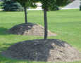 Poorly mulched trees