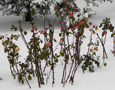 Roses in the winter