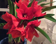 Amaryllis