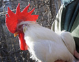 A Chicken