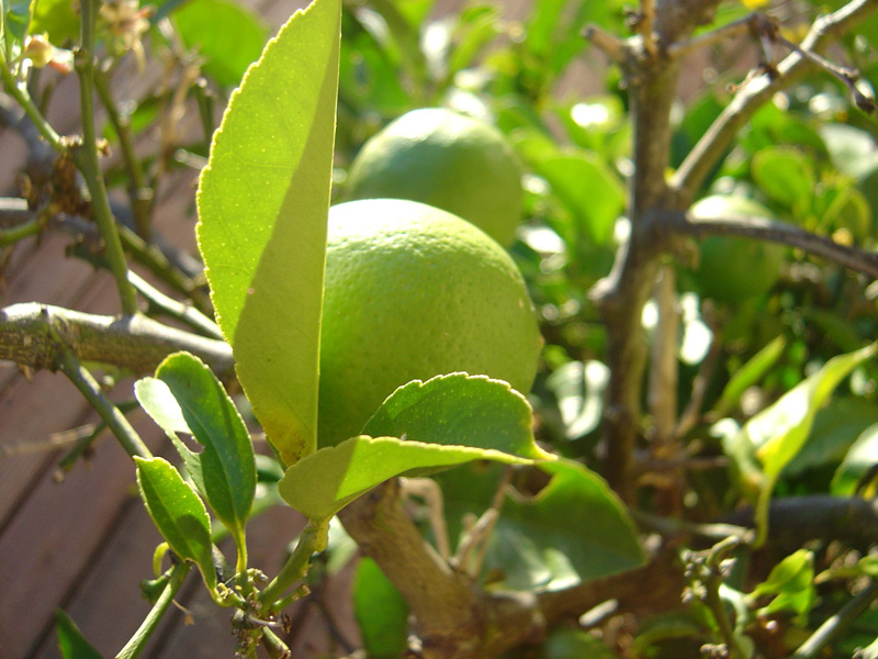 Fruit growing on a deck