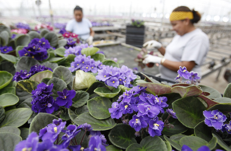African Violets