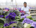 African Violets