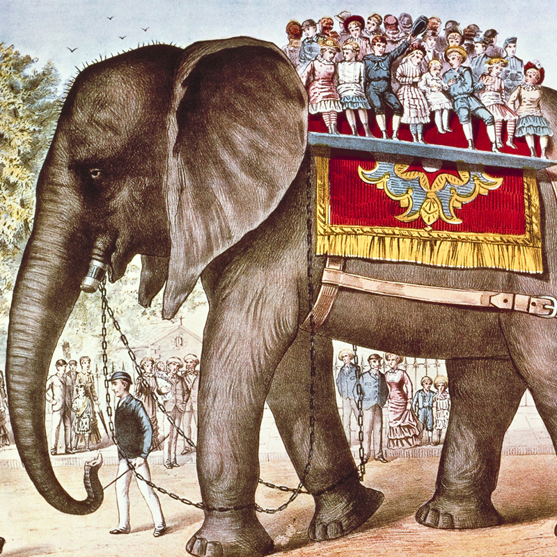 Circus Elephant