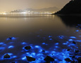 Glowing algae