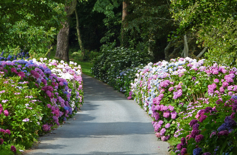 driveway garden
