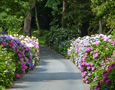 driveway garden