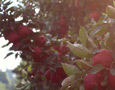 frecon farms