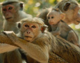 monkey kingdom