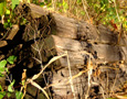 railroad ties