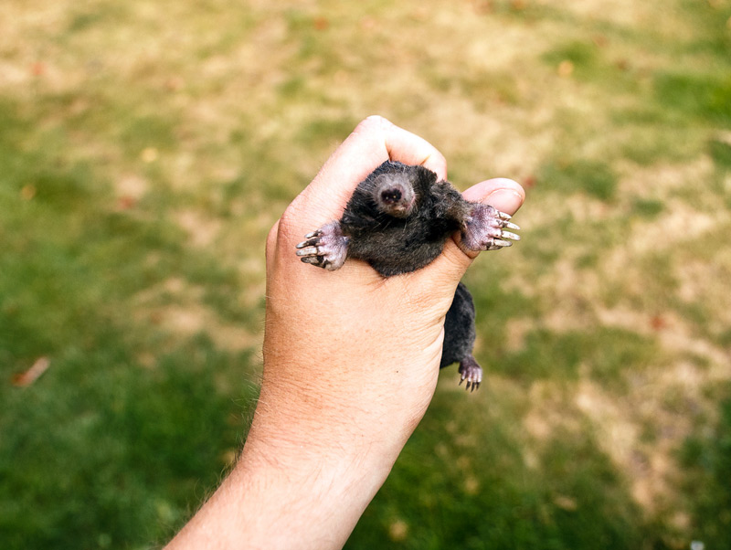 mole