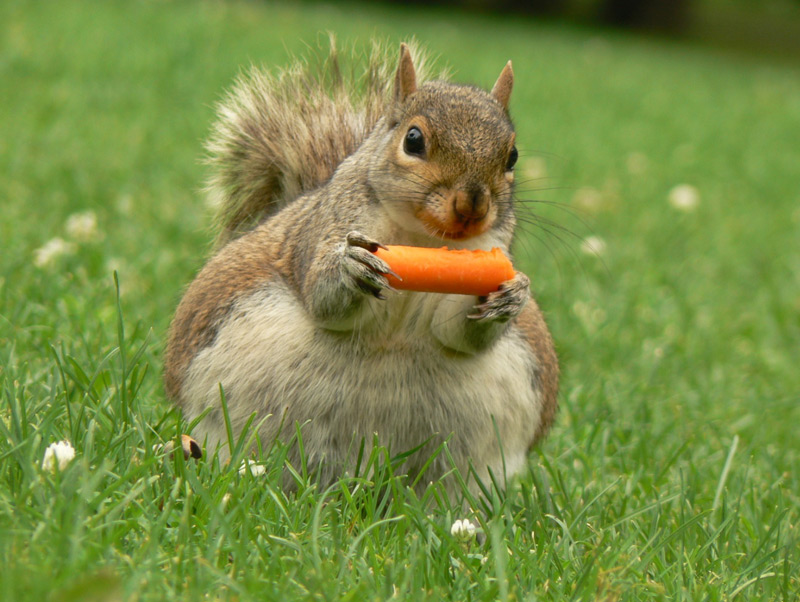 Keeping evil squirrels out of your tomatoes and other fruits 
