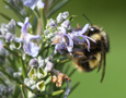 bee on flower