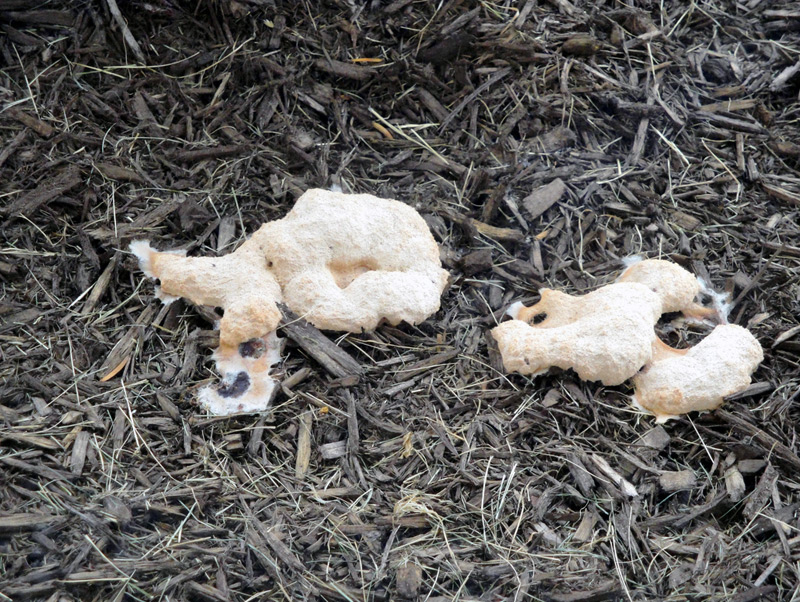 Dog Barf Fungus 