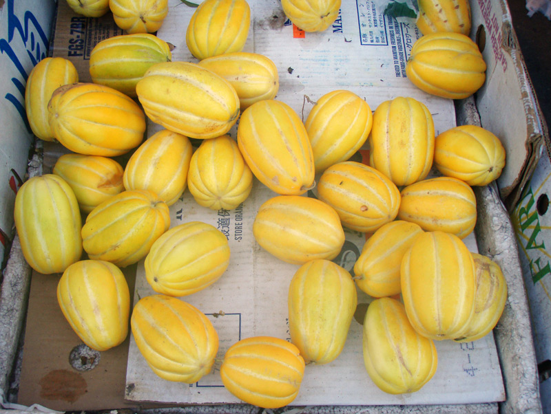 Is that a Cantaloupe in Your Pocket? Or a Muskmelon? 