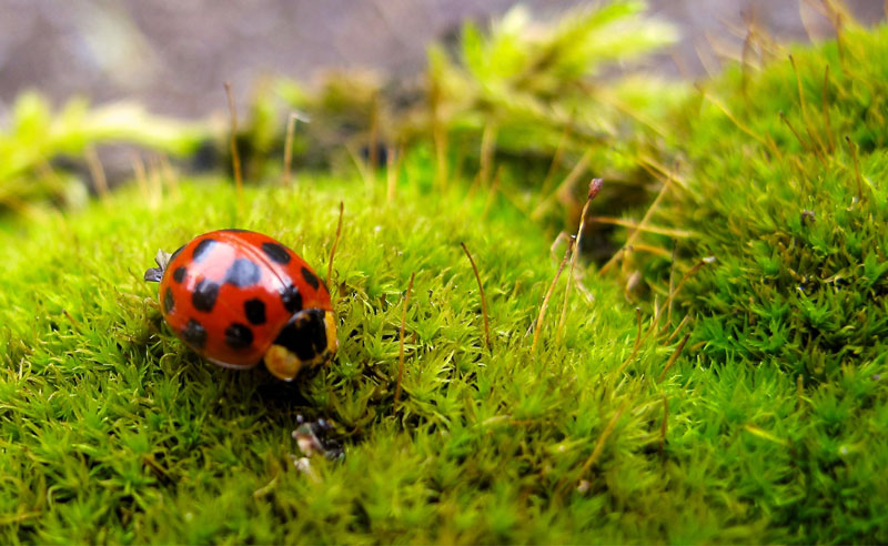 organic gardening