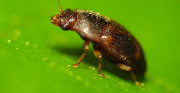 sap beetle