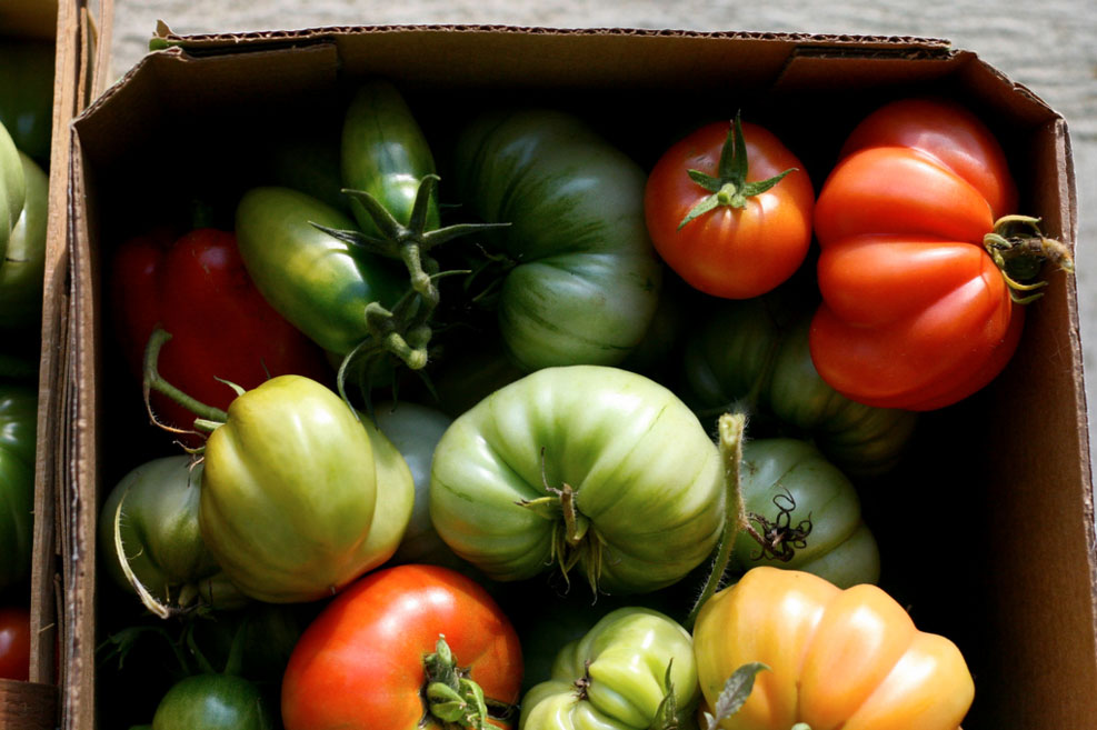 tomatoes