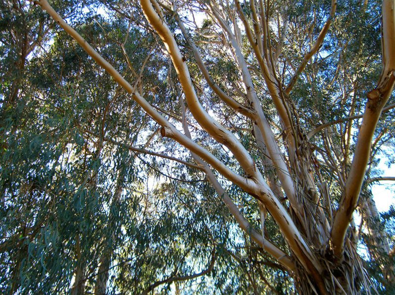 eucalyptus