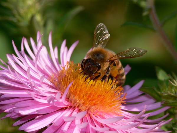 a bee