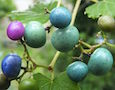 porcelainberry