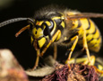 a yellow jacket