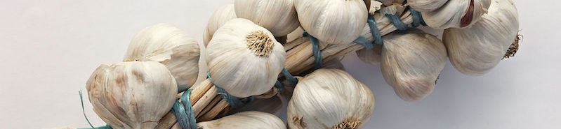 garlic