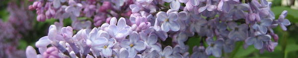 lilacs