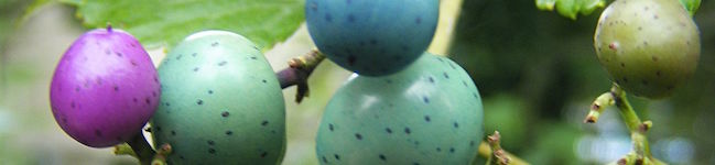 porcelainberry