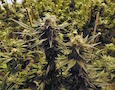 marijuana