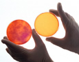 Two petri dishes