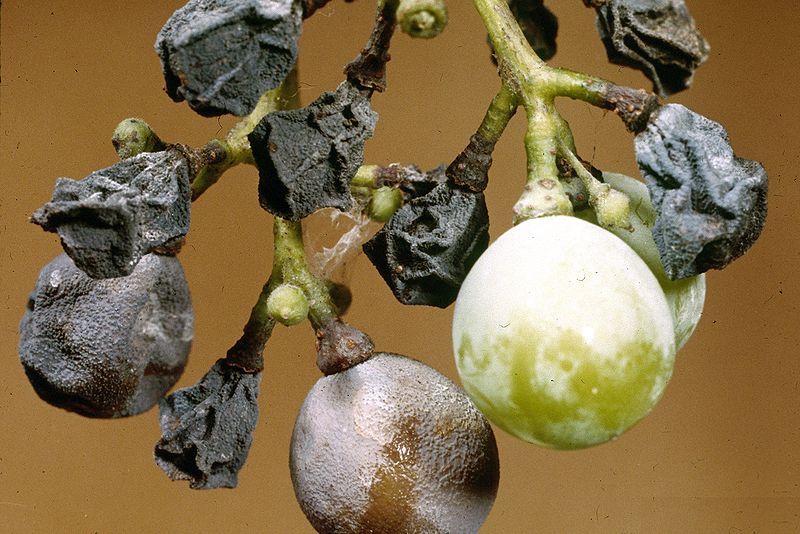 800px-Guignardia_bidwellii_(black_rot)_on_grape_2-1