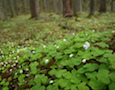 wood sorrel