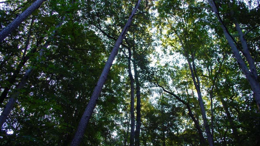l_forest Fernbank Forest’s tree canopy stretches 156 feet into the air. Many of the trees have been able to live two or three hundred years. (Stephannie Stokes/for WHYY)