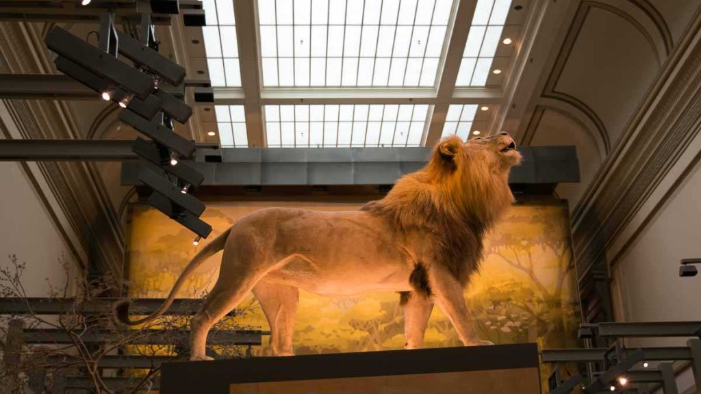 A lion high up on a pedestal in the Mammal Hall at the Smithsonian's National Museum of Natural History. (Paige Pfleger/WHYY)