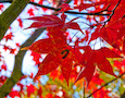 autumn leaves