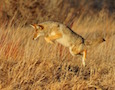 a coyote