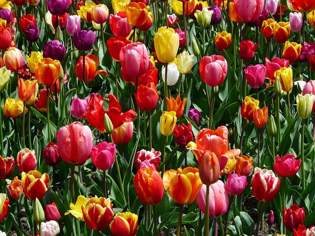tulips