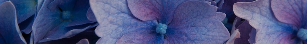 lacecap hydrangeas