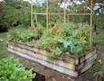 a raised bed in a vegetable garden