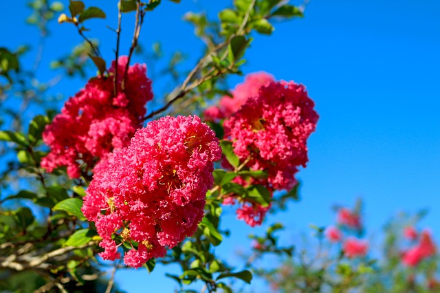 flowers-1696047_640