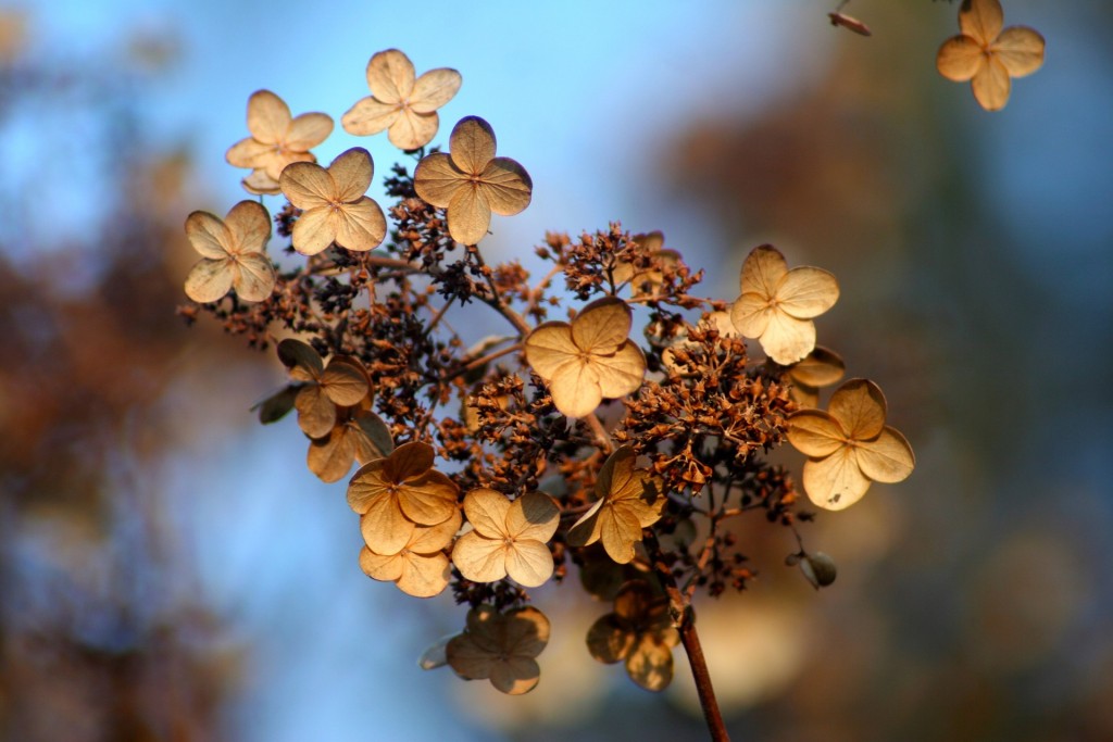 a dead hydrangea blossom