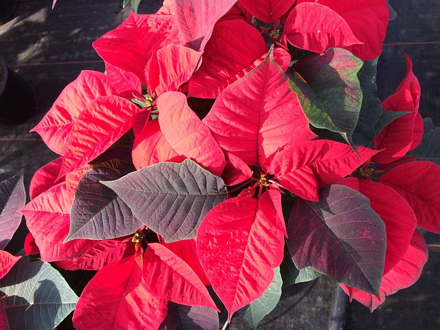poinsettias